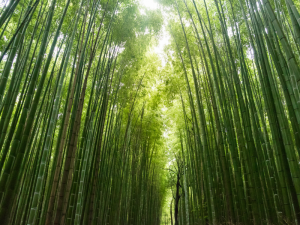 bamboo flooring prices perth